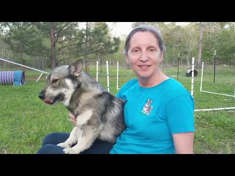 hilltop swedish vallhunds