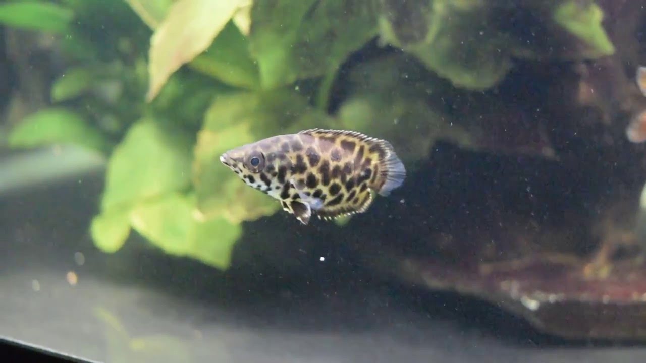 New Baby Leopard Ctenopoma exploring tank