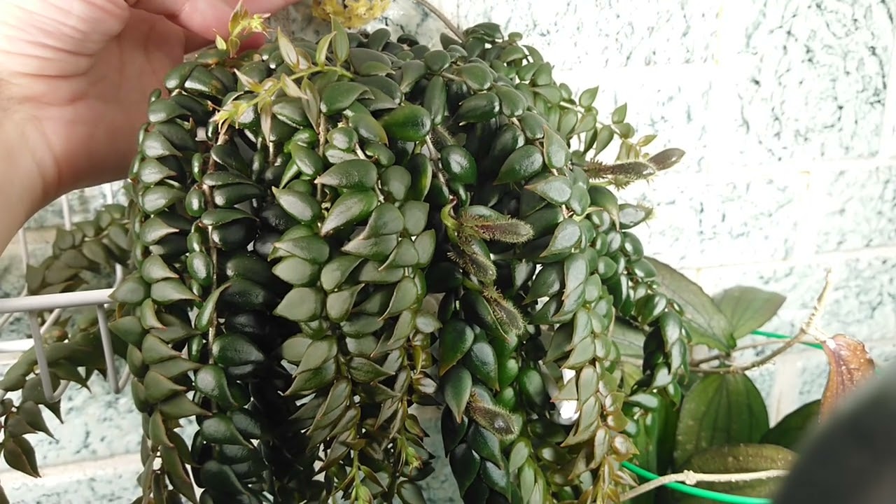 Columnea arguta и Hoya erythrina Bajo