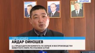 В РА введен запрет на любительскую и спортивную охоту на лося и кабаргу В РА введен запрет на любительскую и спортивную охоту на лося и кабаргу