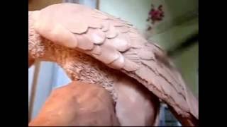 Detailing Feathers
