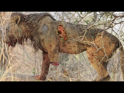 Vídeo: Um jogo da natureza: animais redondos. Representantes da fauna com corpo esférico