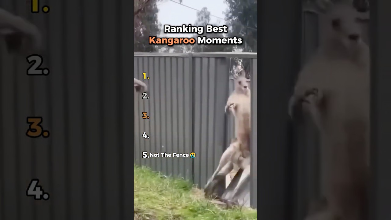 Ranking Best Kangaroo Moments