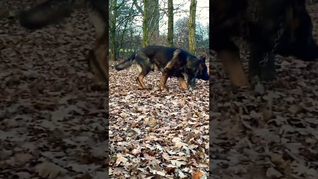 German shepherd working line dog