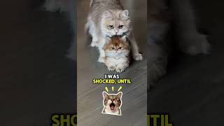 Wait for her reaction! Mom cat gets interrupted... #cat #catreaction