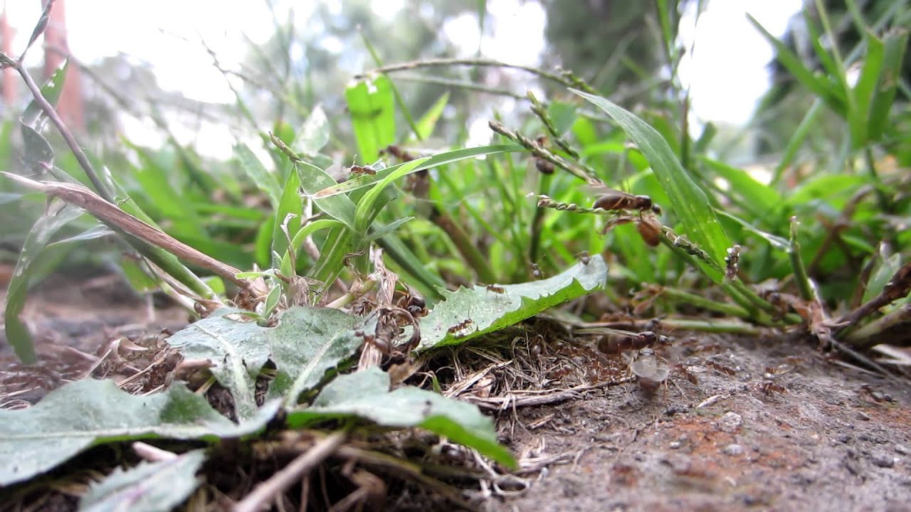 QUEEN ANTS EVERYWHERE! YouTube