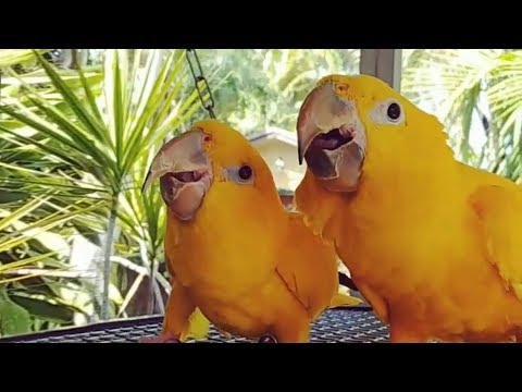 tweet-tweet-tweet-tweet-tweet