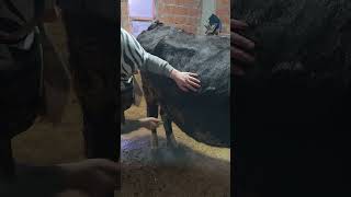 Inek Temizliği Yapar Sevcan