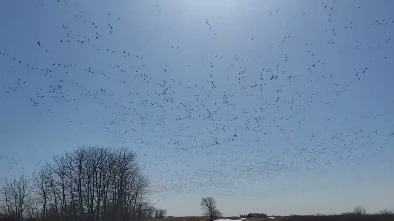 Huge Flock of Snow Geese Fly Through the Sky During Migration - 1192916