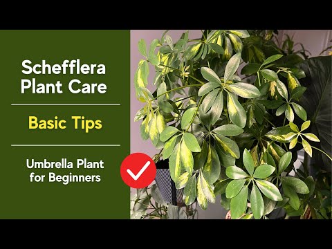 Schefflera Plant Care  Easy Tips for Beginners (Umbrella Plant) - YouTube