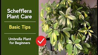 Schefflera Plant Care 🌱 Easy Tips for Beginners (Umbrella Plant)