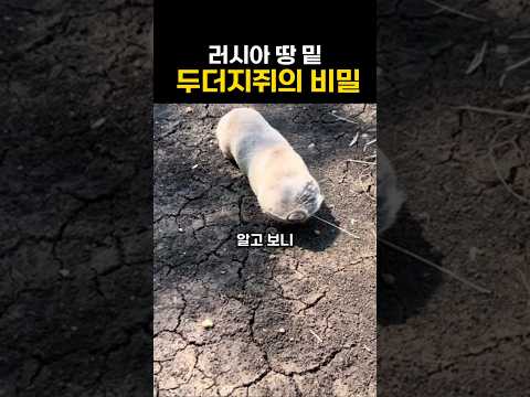러시아 땅 밑 두더지쥐의 비밀 thumbnail