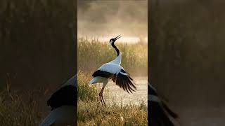 This Bird Doesn’t Walk… It Performs #shorts #crane #birdfacts #wildlife #nature #wildlifevideo
