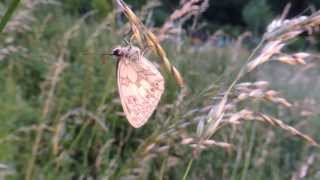 Marbled White Butterfly