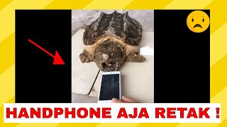 INILAH Kura-Kura PALING BERB4HAYA di Dunia Alligator Snapping Turtle