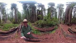 Redwoods in 360: Nurse Logs
In this episode Ranger Greg talks about how a fallen redwood tree creates life for centuries to come.
(Move your mouse, handheld device, or wear VR glasses to experience this in 360 degrees) Redwoods in 360: Nurse Logs