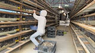 How a Vietnamese farm raises quail and sells 20 000 eggs a day quailfarming-v9n