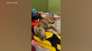 Rescue raising money to treat dog found starving, unable to stand