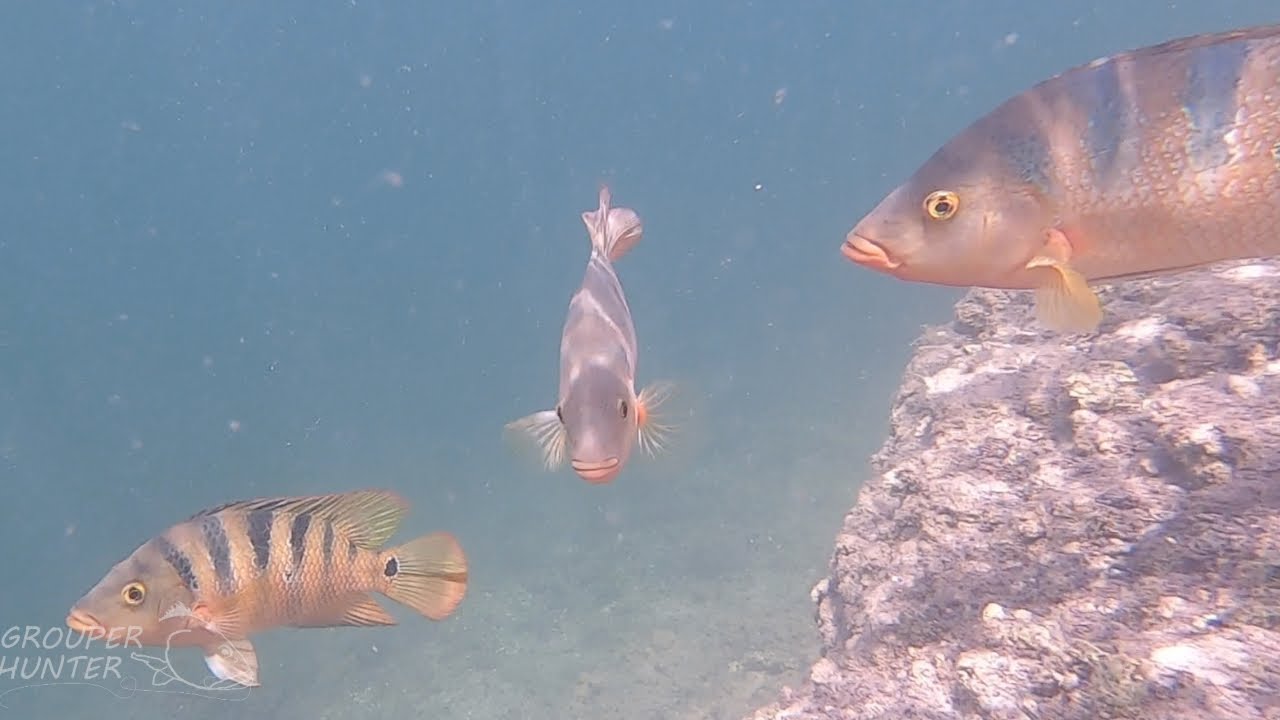 Underwater Video of Peacock Bass, Mayan Cichlids, and Other Fish In a