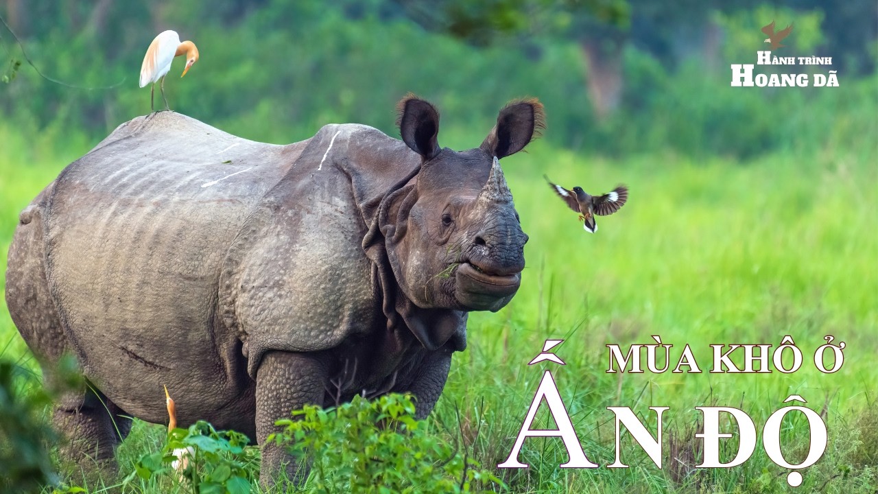 MÙA HÈ RỰC LỬA Ở ẤN ĐỘ | Khám Phá Thế Giới Động Vật Hoang Dã. #thegioidongvat