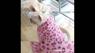 dog pink leopard jacket coat screenshot 4