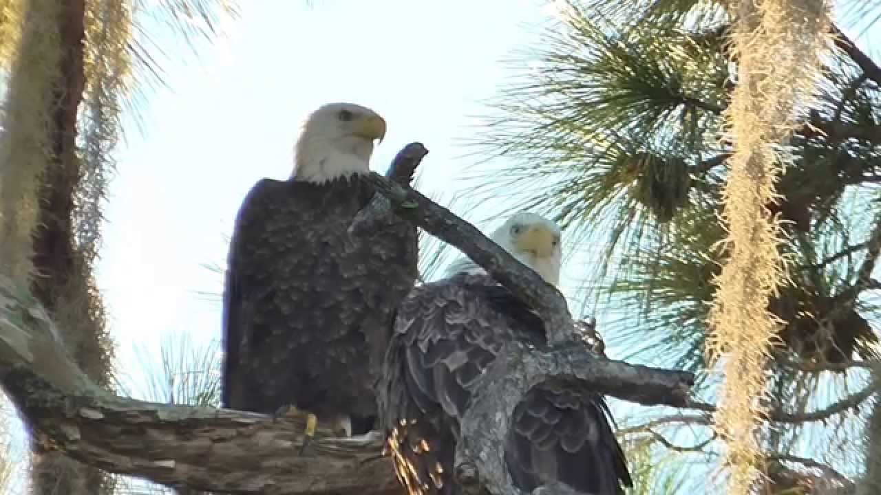 SWFL Eagles_What A Morning!~Tandem Movements~Mating~Precious Looks 10-14-15