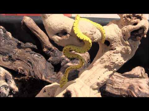 Yapen Green Tree Python