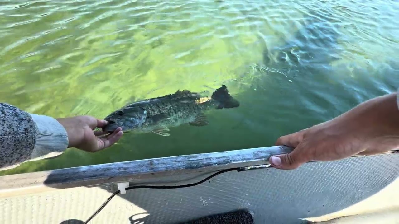 Fishing for big smallmouth with my new rod #fishing #bassfishing #fish #bass