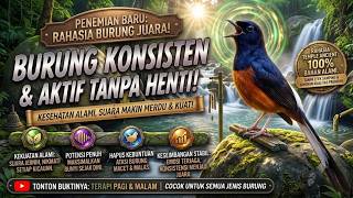Tips Atasi Burung Macet Bunyi Biar Kembali Gacor Menggunakan Terapi Suara Air Mengalir Alami
