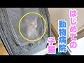 初めての動物病院ワクチン接種 保護猫 子猫 大興奮 成長記録 初老夫婦の日常