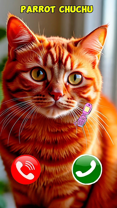 cat 😺 🐈 calling... #ringtone #smartphone #music #ringtones #mobilephoneringtone