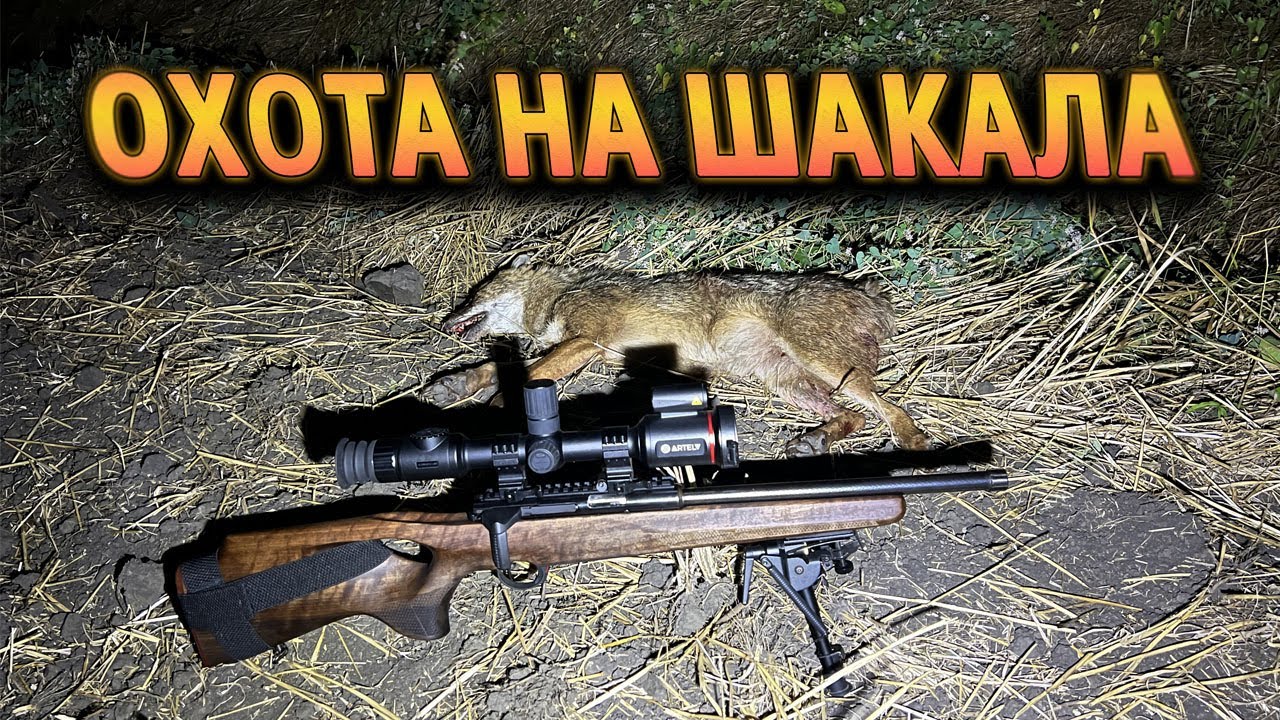 Ночная охота на шакала с тепловизионным прицелом Artelv Atomos 2.9x 50мм 640x512 LRF