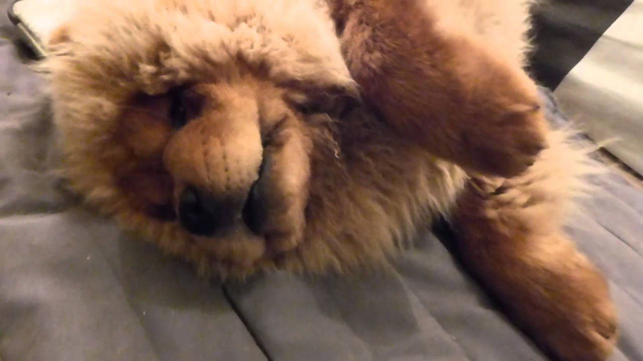 Igwai Le Bebe Chow Chow De Plus En Plus Fou Youtube