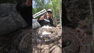 Python Nest! #fyp #foryou #explorepage #explore #snake #wildlife #nature #python #florida #shorts Wealth