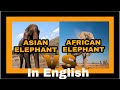 African Elephant VS Asian Elephant comparison in English