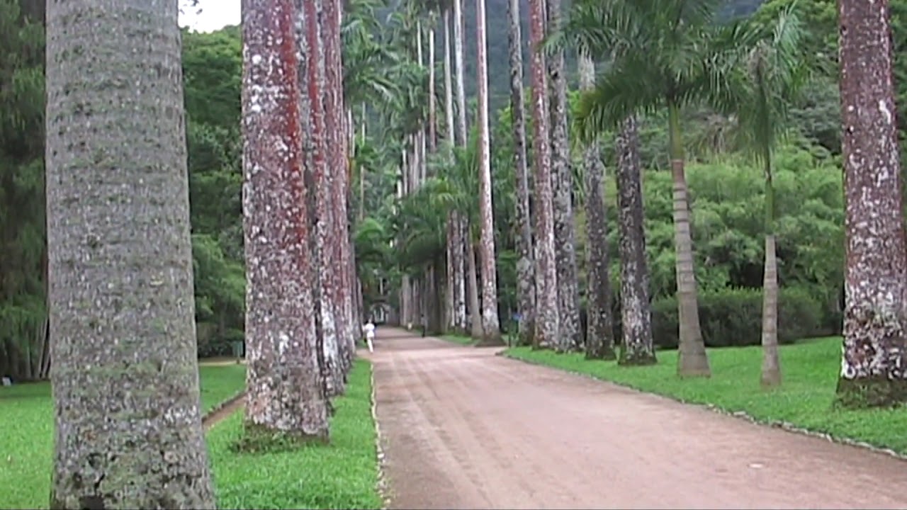 Jardim Botânico Rio de Janeiro Brasil - YouTube