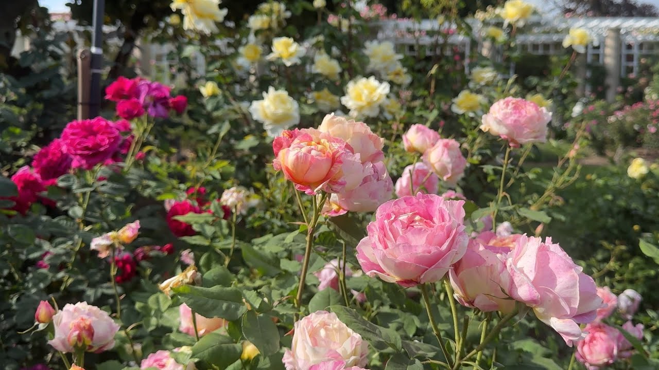 Huntington Rose Garden, Spring 2024 🌹 Beautiful Rose Varieties I Haven’t Seen Before