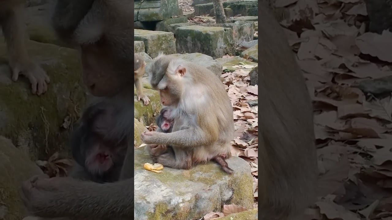 Newborn Baby And Monkey Libby 