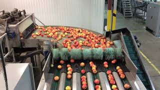 Norfolk County Fruit Growers' Association Packline