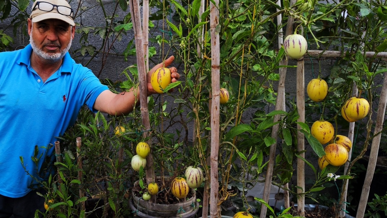 النبتة المعجزة… تثمر ثمارًا لذيذة وكثيرة بدون أرض ولا مساحة و باسرع وقت سبحان الله