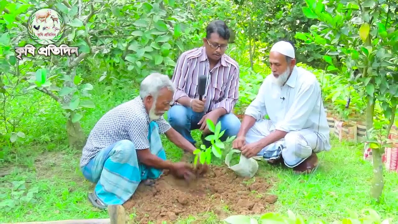 রাম্বুটান চারা রূপন পদ্ধতি ও জৈব সার প্রয়োগ। কৃষি প্রতিদিন