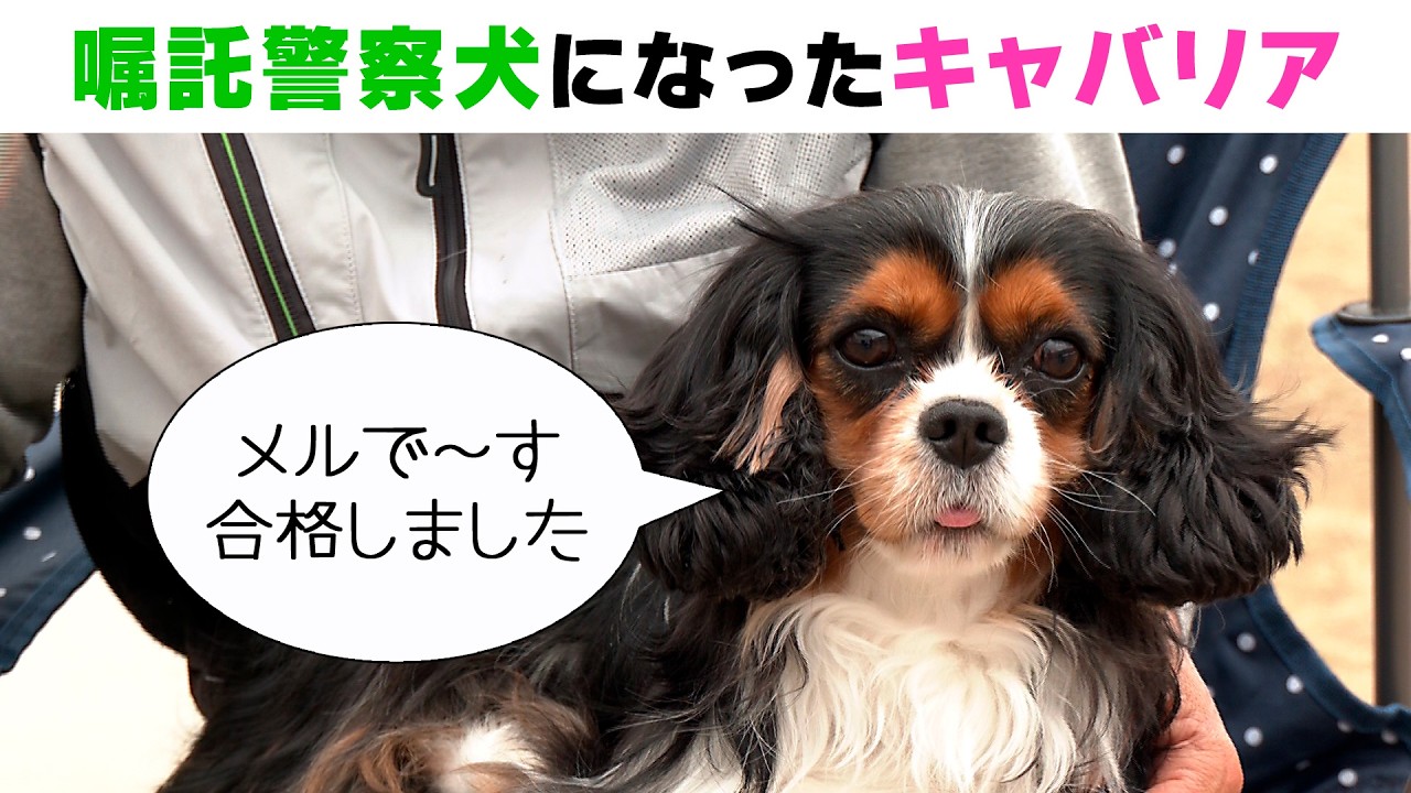 嘱託警察犬に合格したキャバリアのメルちゃん