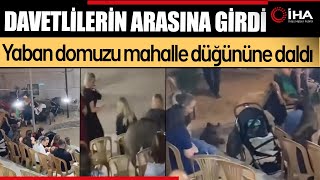 Yaban Domuzu Mahalle Düğününe Daldı !