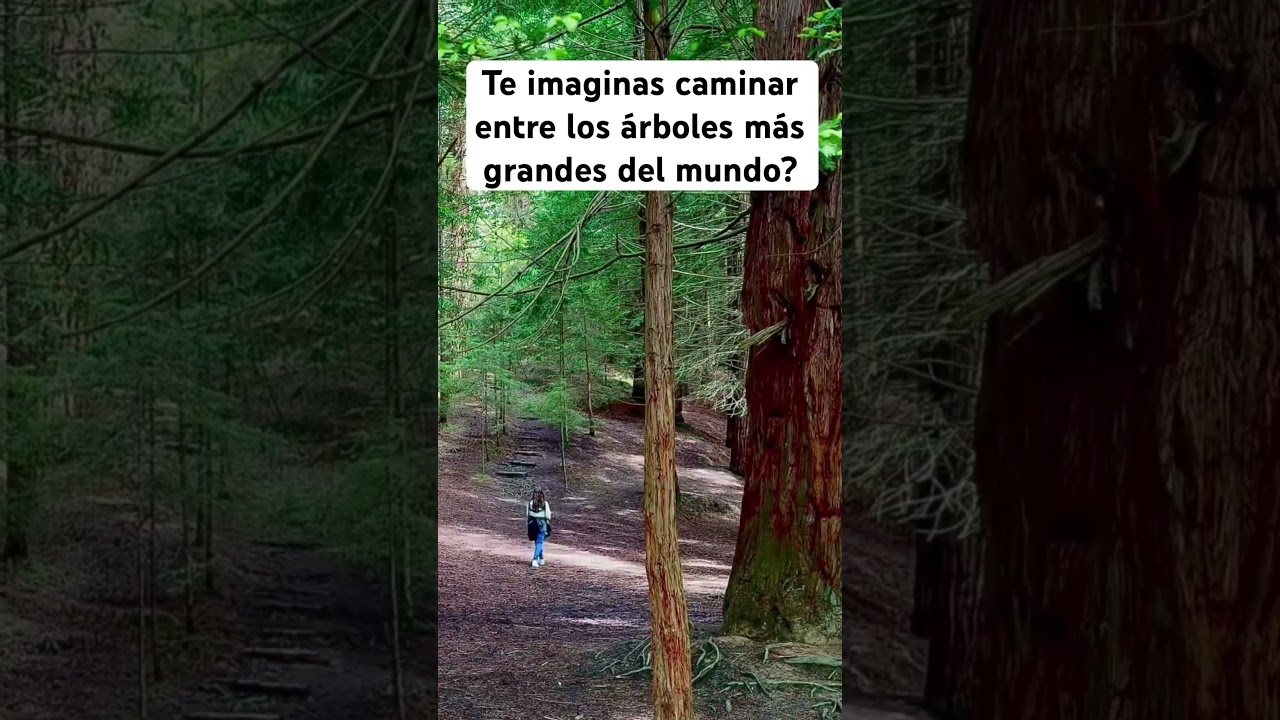 PARAJES NATURALES DE ESPAÑA 🌿 | Bosque de Secuoyas de Cantabria