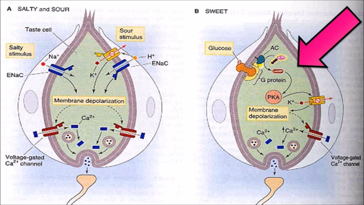 Neurofisiología: Sentidos químicos