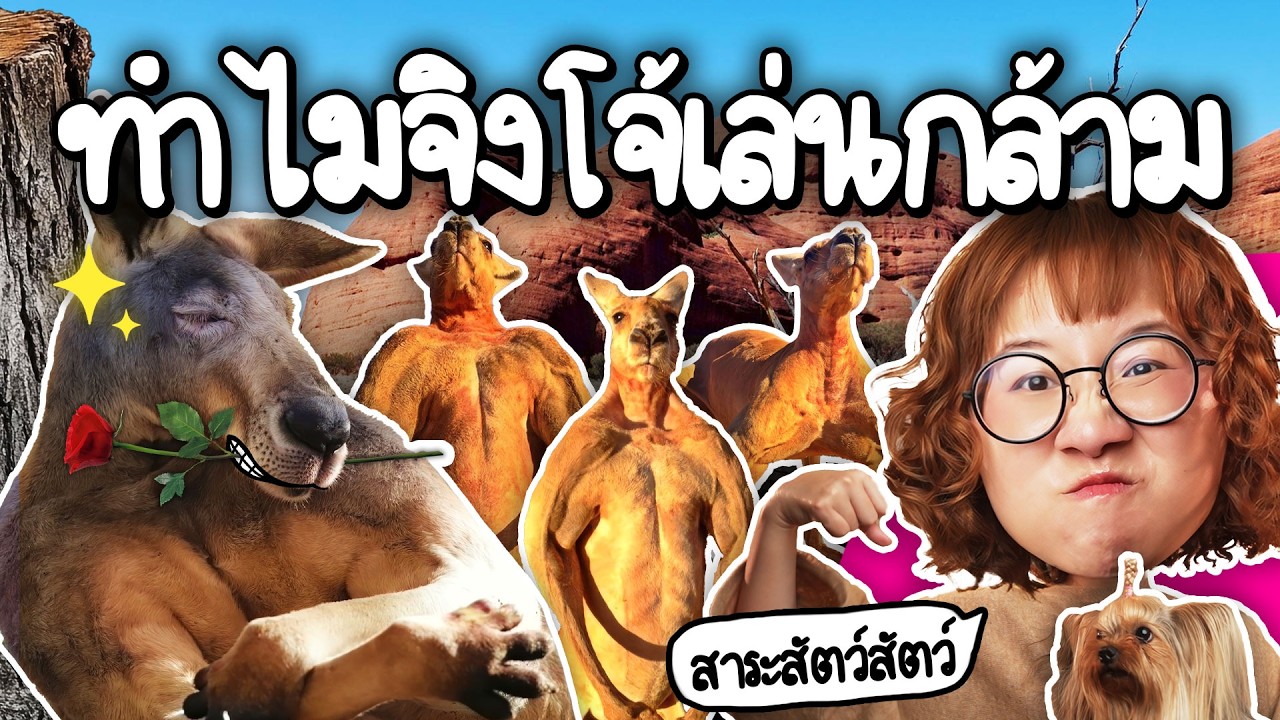 จิงโจ้ เล่นกล้ามไปทำไม? #สาระสัตว์สัตว์ | Point of View