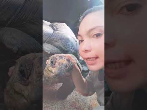 Highlight 9:09 – 14:09 from HI 👋 👁 👃👁 GUYS ITS HIMAS / KISS 💋 THE #HUGE #TURTLES 🐢 🐢 🐢 🐢 #petlover