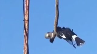 Snake catches bird from light pole!