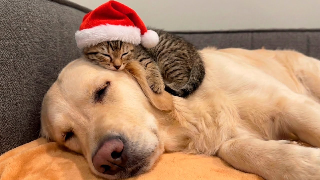 Cute Moments Between a Golden Retriever and a Kitten 💕
