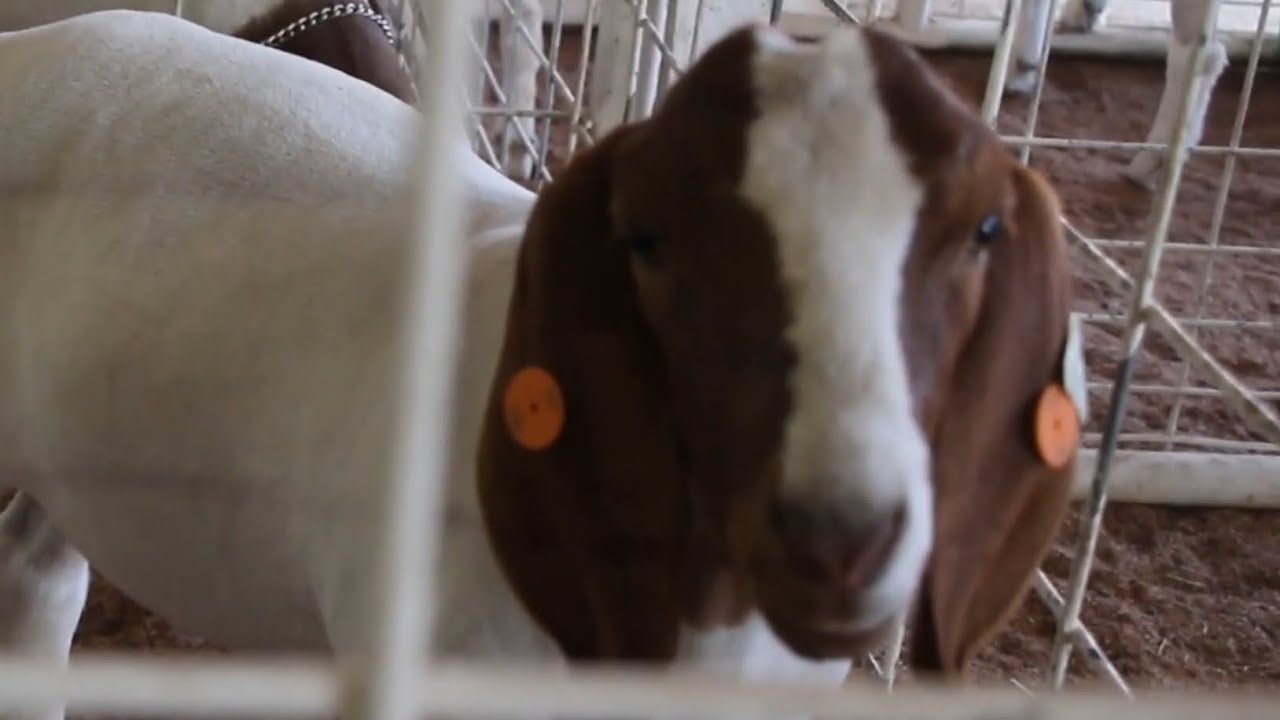 The Best In The West! Kern County Fair 2014 Bakersfield California 